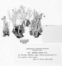 Cladonia cenotea image